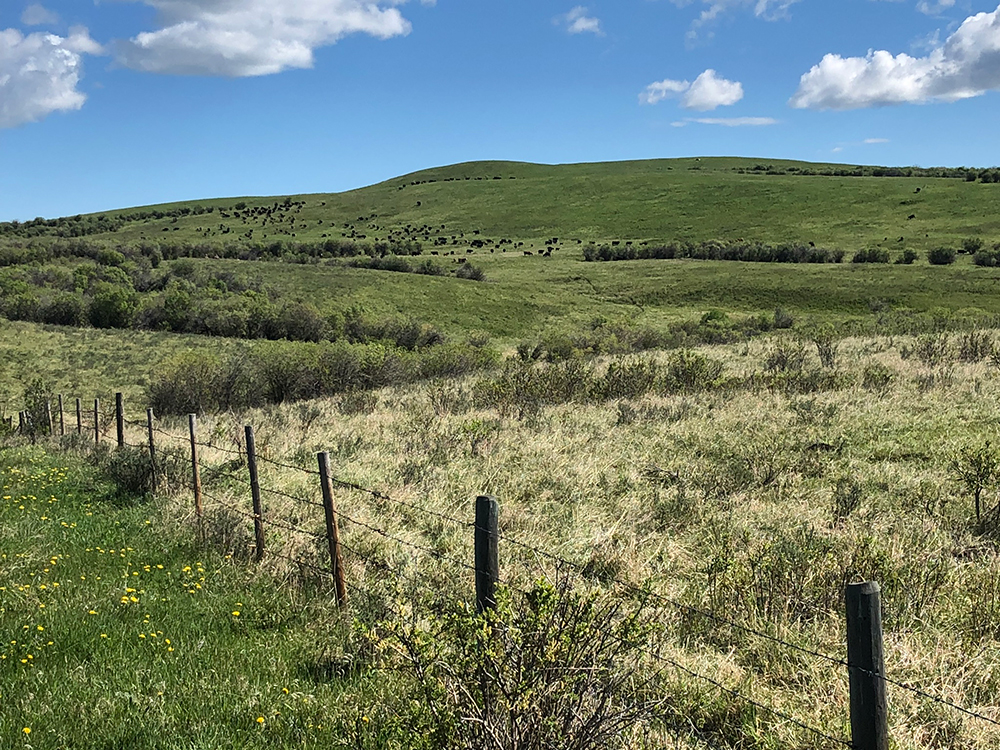 Mt Sentinel Ranch Mt Sentinel Ranch